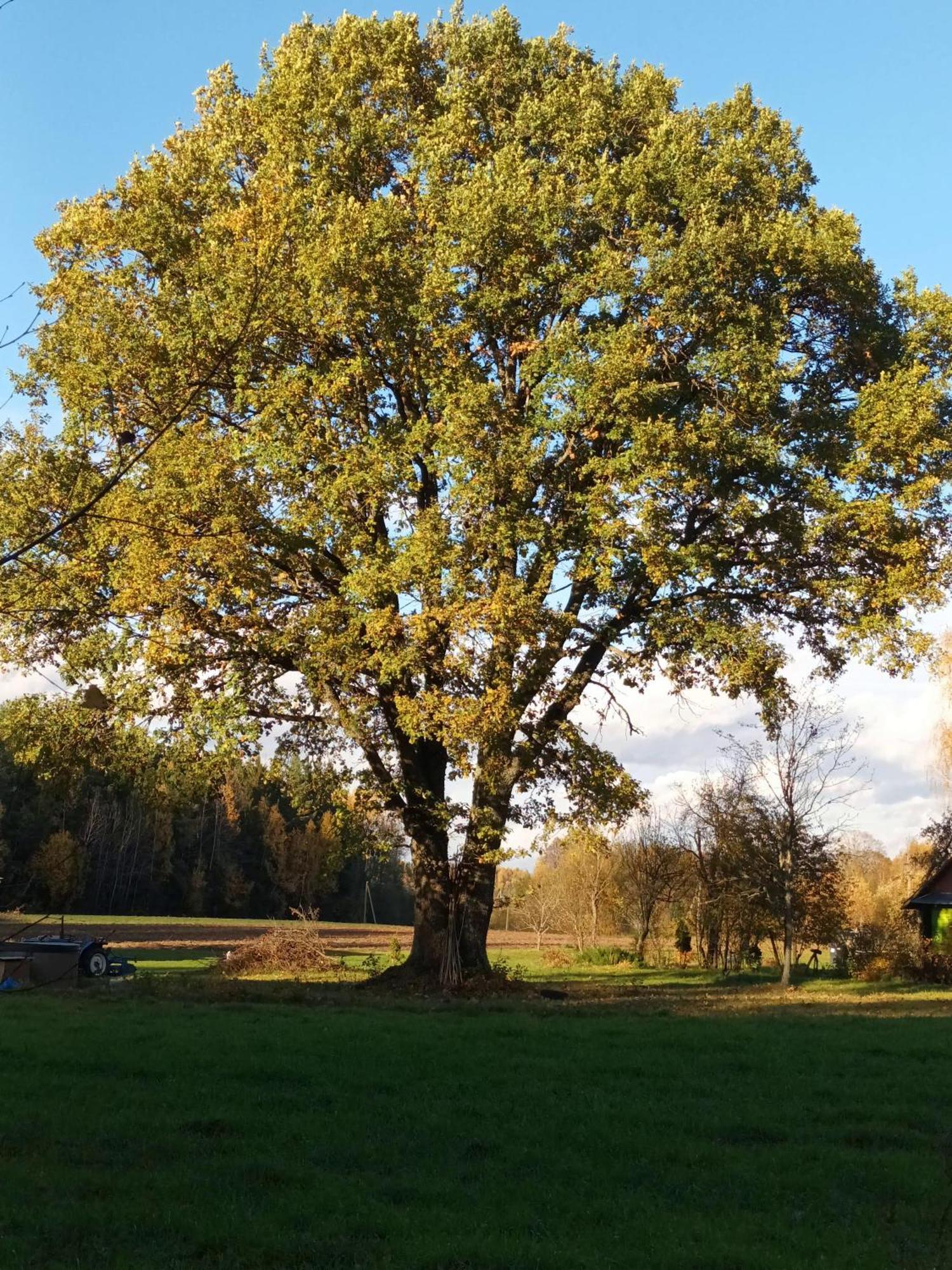 Vila Malinada-Kaimo Sodyba Salcininkai Exteriér fotografie